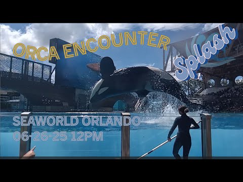 Orca Encounter Splash