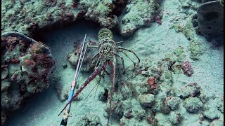 First Commercial Lobster Dive of 2025