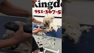 Transformación completa de perrito enmarañado #limpieza #perros #parati #español #dogbreed