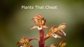 Plants That Cheat