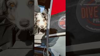 All Dogs Love Dive Bars and Airplanes! Meet Koda!