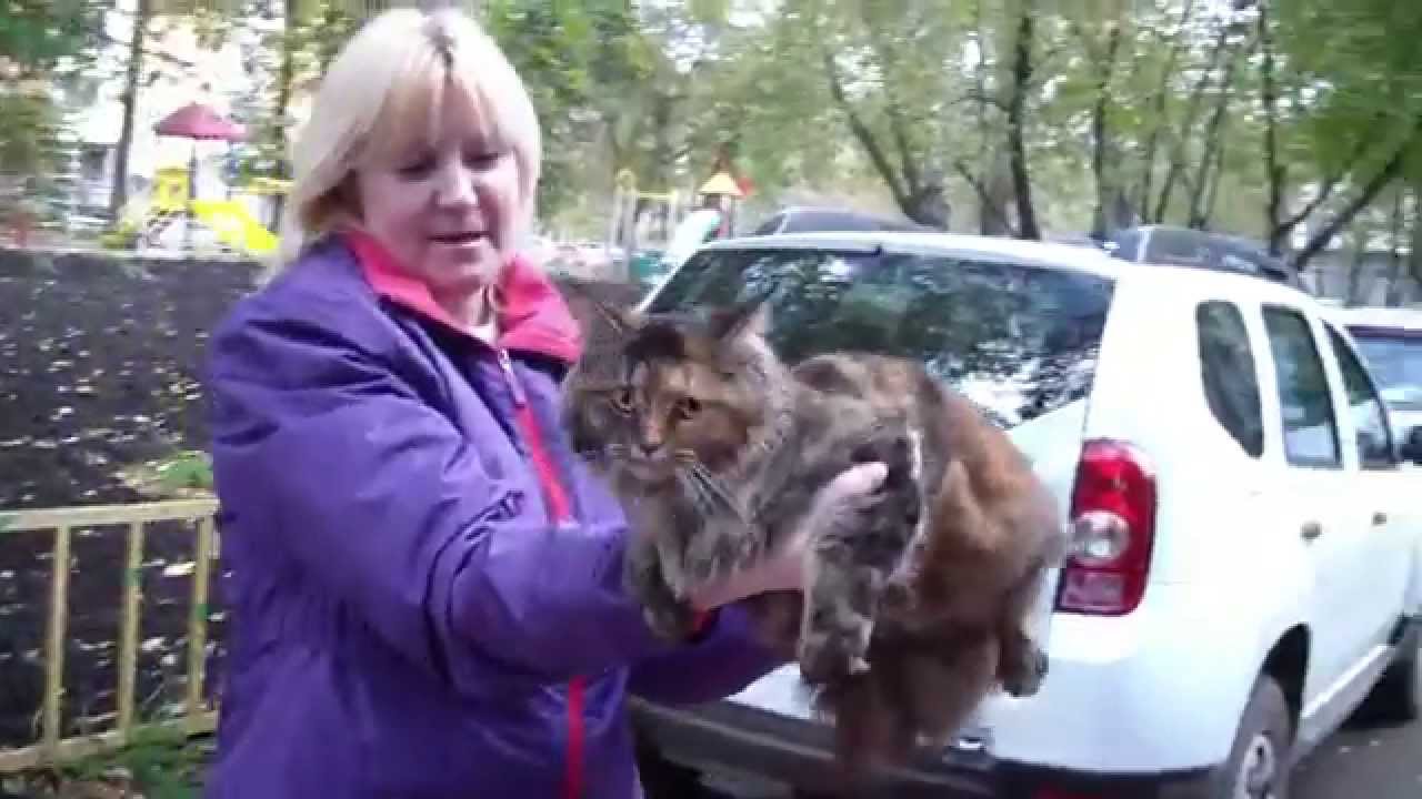 кошки породы Прием в клубе кошек PCA 11.10.2015г