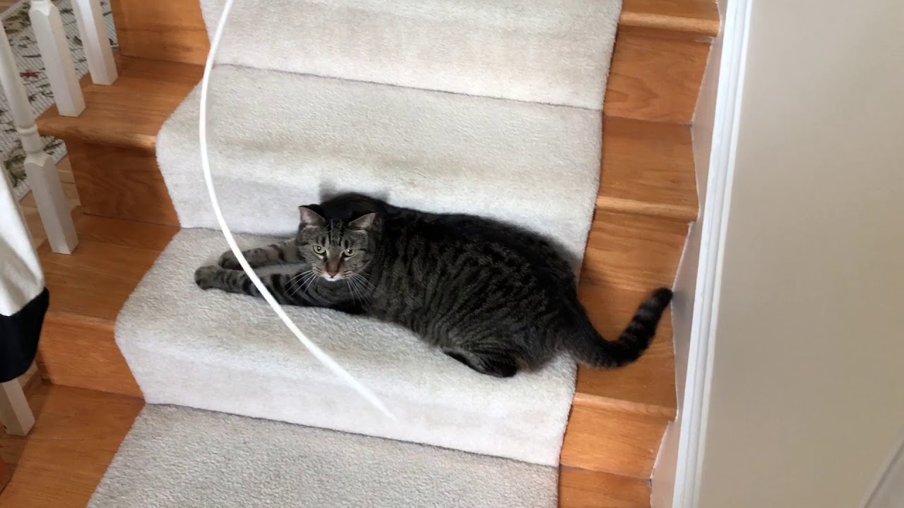 Cat plays with shoelace YouTube