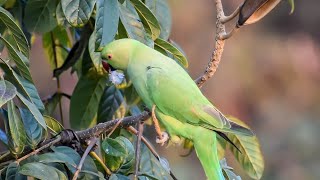 🦜💚 parrot life@Mylifeunfiltered123