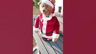 Goodwill Find 11-24-25: Gemmy Life Size Bear