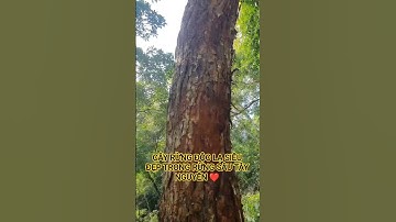 CÂY RỪNG ĐỘC LẠ SIÊU ĐẸP TRONG RỪNG SÂU TÂY NGUYÊN