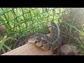 Puff Adder Trapped in Cape Town Garden