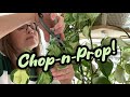 Plant Chores | Chop and Prop Manjula Pothos | How To Propagate
