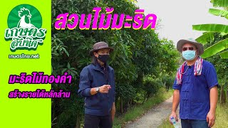 เกษตรสิบทิศ EP 28 : สวนมะริด ไม้ทองคำ มีค่าหลายล้าน