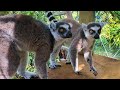 The Ring-Tailed Lemurs of Kowachobee