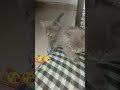 tiger 🐅 andi band kar aya hu #bollywood #music  #cat