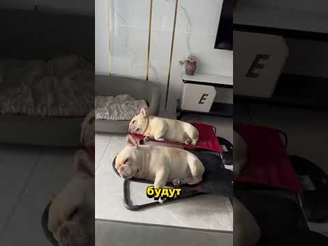 Французский бульдог – король пердежа и забавных привычек! 🤣🐶 #бульдог #собака #питомец #юмор
