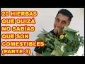 ALIMENTO A MANOS LLENAS, 20 HIERBAS Y PLANTAS QUE NO SABÍAS SE COMÍAN (PARTE 3)