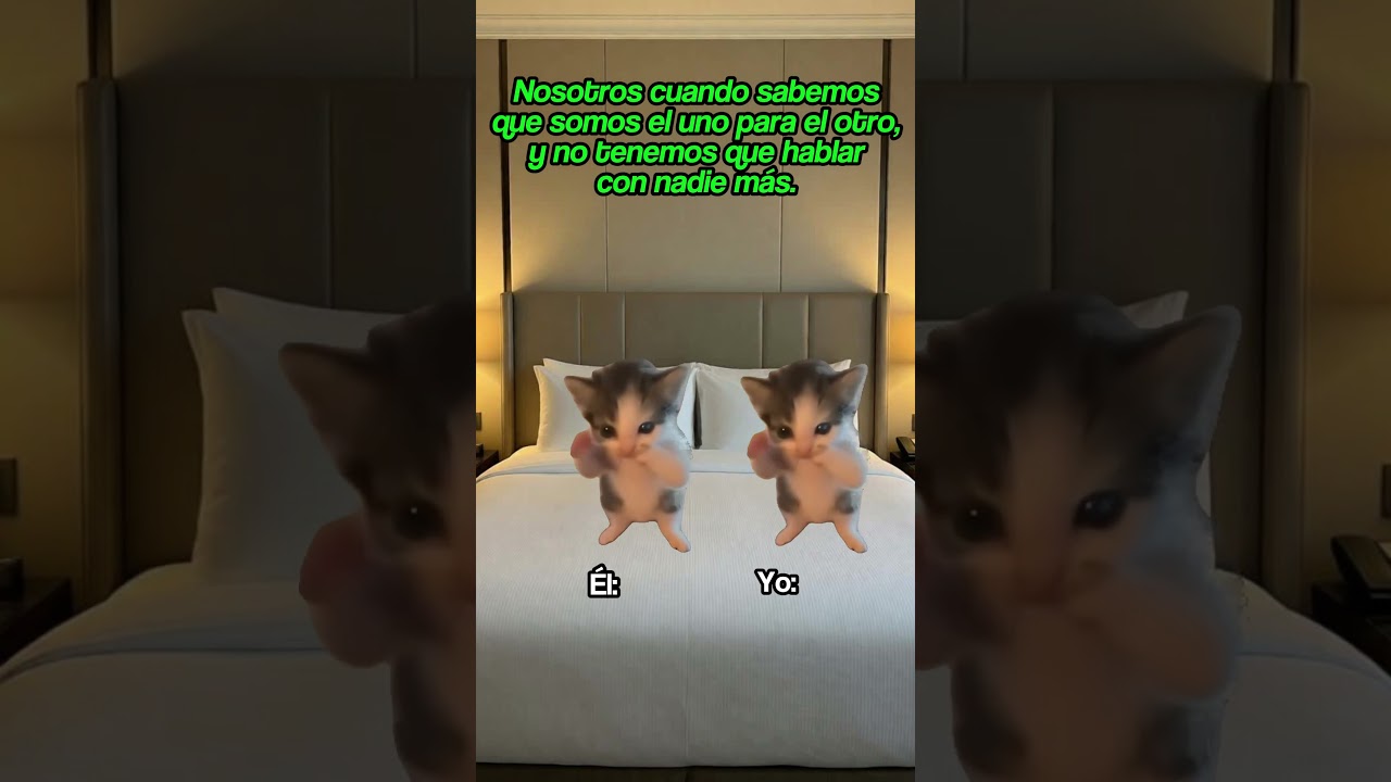 😂 #gatitoslindos #storytime #cat #gato #funnyvideo #fyp #memes #humor #michis #viral