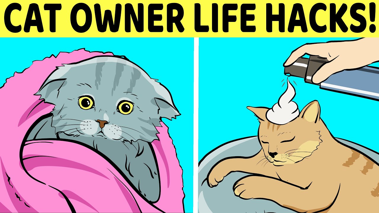 12 Life Hacks For Cat Owners YouTube