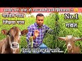 मारवेल गवत | जिंझवा घास | Marvel Grass | कांडी गवत | शेळी, गायी-म्हशी साठी पौष्टिक गवत. Best Grass