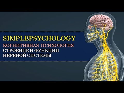 Когнитивная психология #13. Строение и функции нервной системы нейрокогнитология