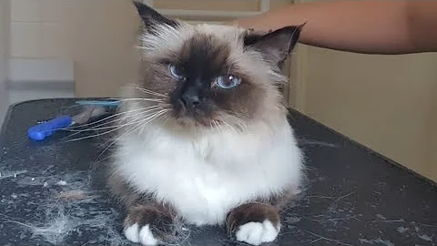 Video 11714841: cats catlover cutecat, birman cat grooming