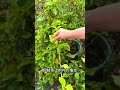 If bougainvillea doesn t bloom do you think watering it will do the
