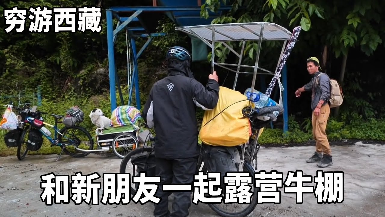 穷游兄弟自行车骑行西藏，来了一位新朋友，一起在牛棚里露营非常满意【云游兄弟】