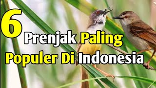 6 Jenis Burung Prenjak Paling Populer di Indonesia