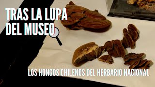 Tras la Lupa del Museo - Los hongos chilenos del Herbario Nacional 🔍🍄