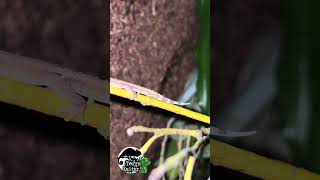 #ebenavia #ebenaviainunguis #gecko #terrakultur #zoo #terrarium #terraristik #wildlife #reptiles