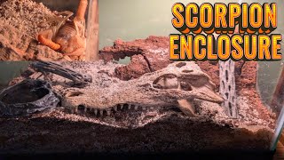 Desert Hairy Scorpion Enclosure Build