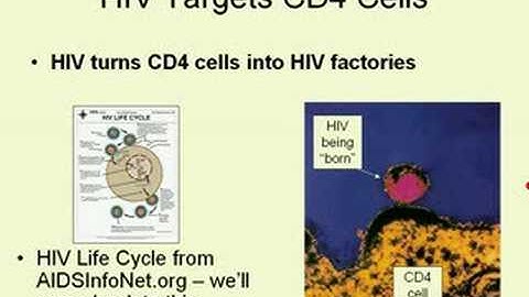CD4 and Viral Load Tests: Part 2