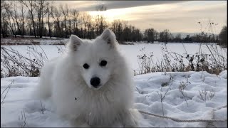 Majestic Japanese Spitz Slow Motion by Roman Tunes 45,778 views 4 years ago 2 minutes, 36 seconds