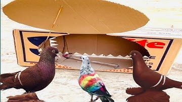 Pigeon Trap | How To Catch Pigeons in box | Bird Trap | Catching birds traps | @MsBirdTraps |