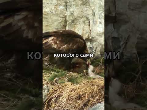 Сестра убивает брата \ Дикая жизнь беркутов #животные #жиза #природа #животное #беркут #орлы