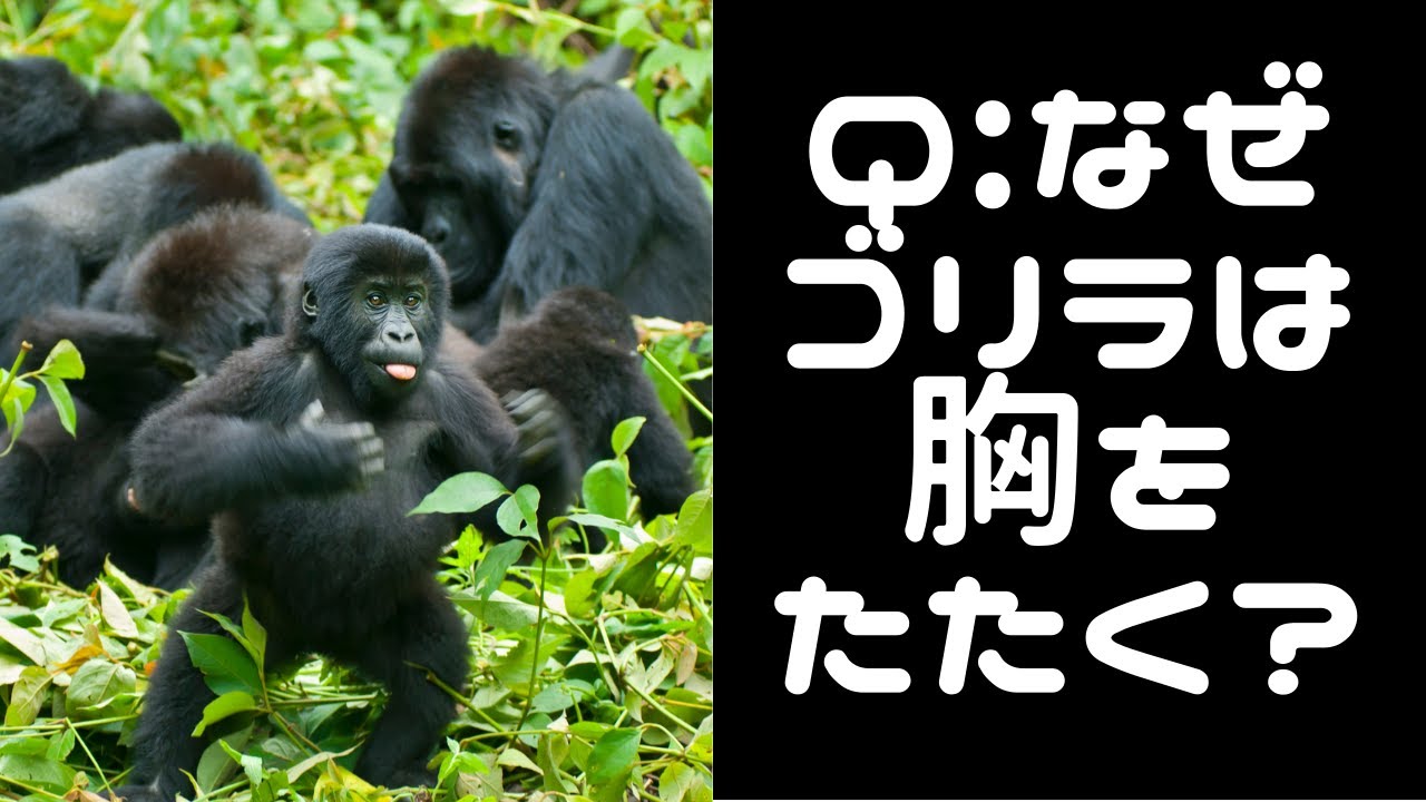 ゴリラ ドラミング 意味