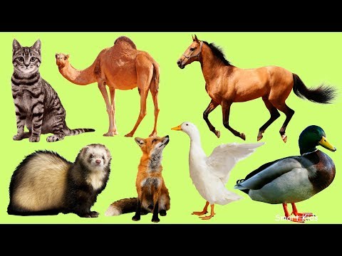 Животные Для Детей Часть 2 |Учим Домашних Животных|Учим Названия И Звуки Животных