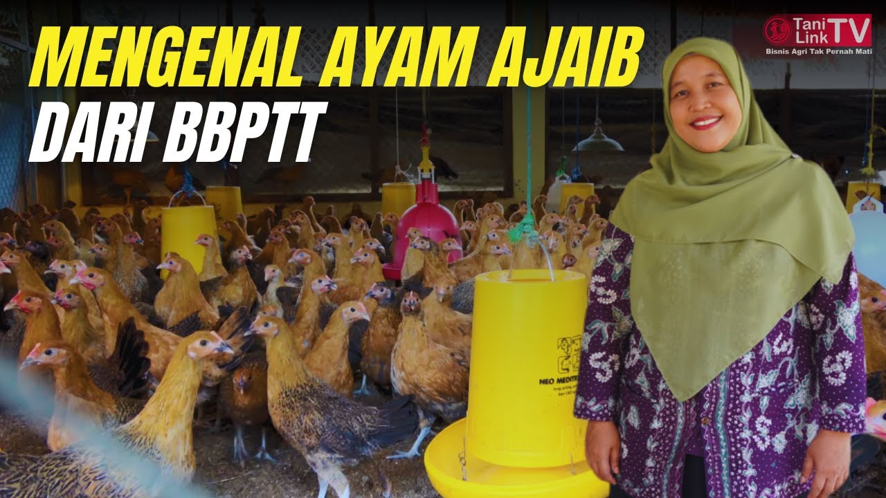 BBPTT Bongkar Fakta Ayam Maron: Bisnis Peternakan Masa Depan