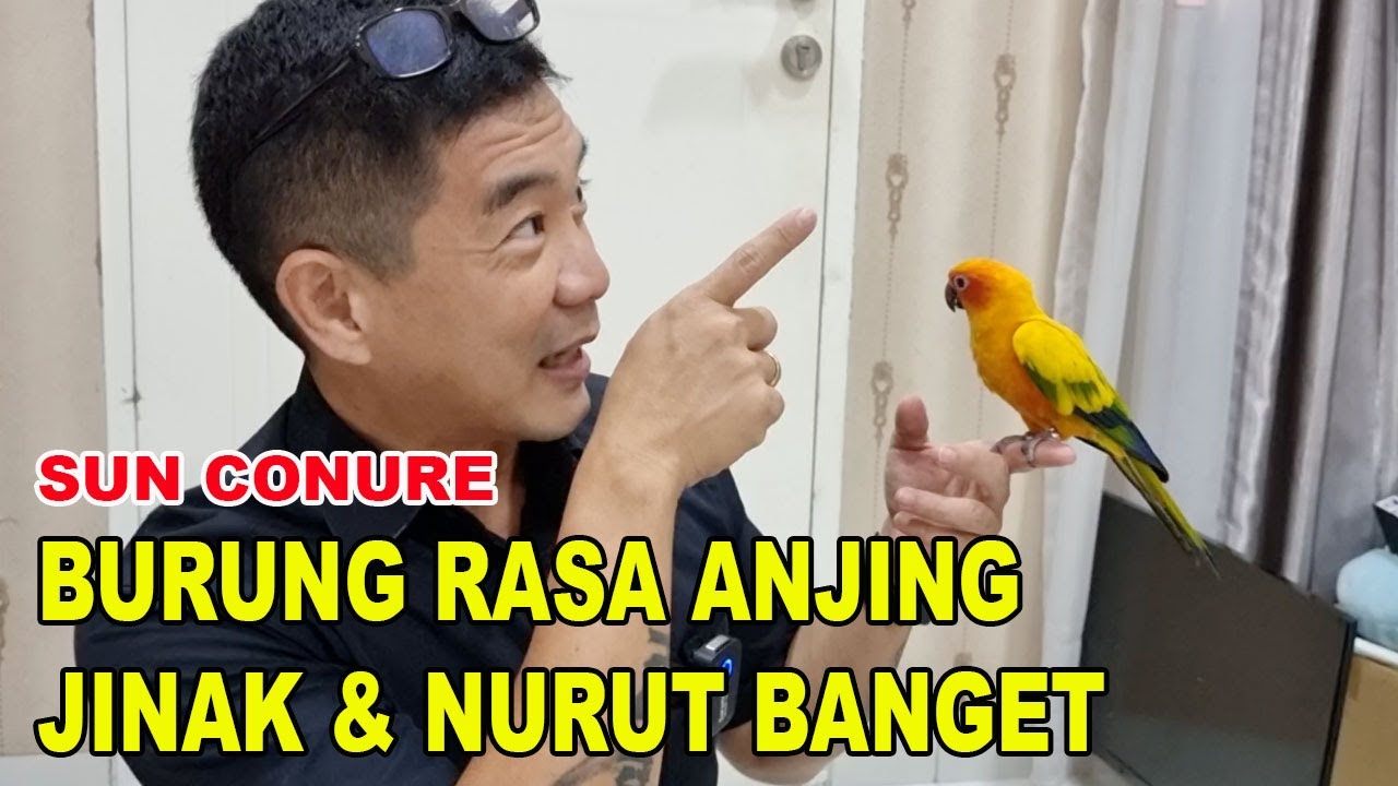 SUN CONURE SI BURUNG RASA ANJING - JINAK & NURUT