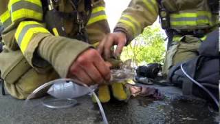 GoPro  Fireman Saves Kitten