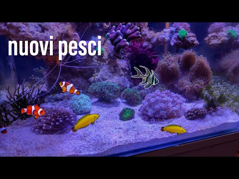 NUOVI PESCI e CORALLI - aggiornamento nuovo acquario marino