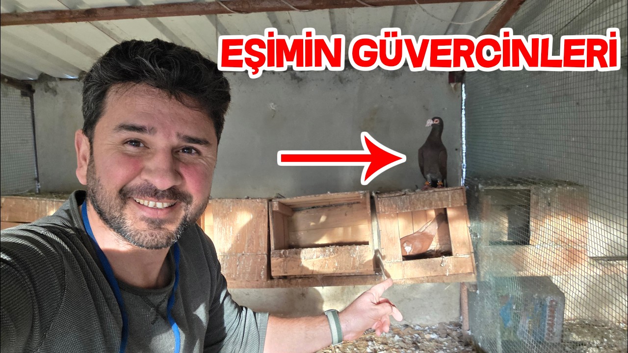 Güvercini Satan Abi Doğru Söylemiş Güvercin Gelir Gelmez Yumurtladı
