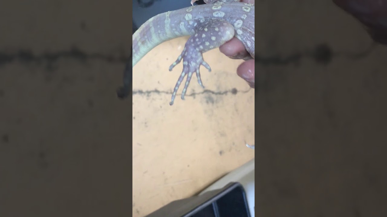 vlogs in spanish T Negative T Positive Albino Water Monitor @ NERD.