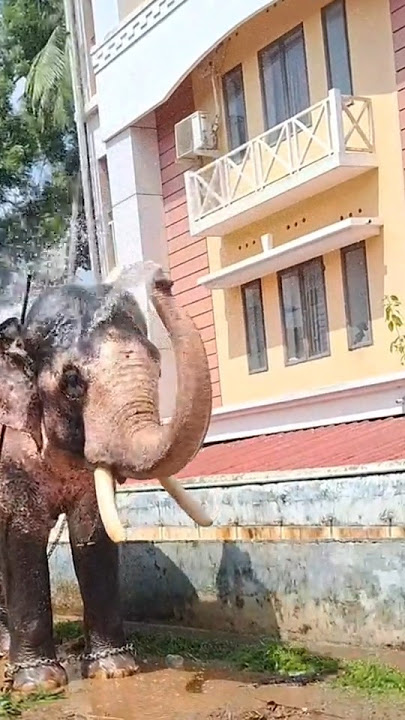 ആന സ്വന്തം കുളിക്കുന്നത് കണ്ടോ...........