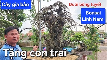 Choáng ngợp trước cây duối đẹp nhất triển lãm Thường Tín