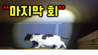 Cat escaped (last episode) Live happily!
