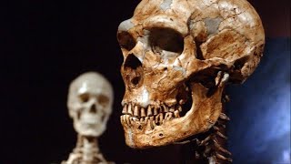 As much as 2.6% of your DNA is from Neanderthals. This is what it's doing