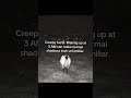 Creepy facts #creepyfacts #creepy #scary #scaryfacts #horror