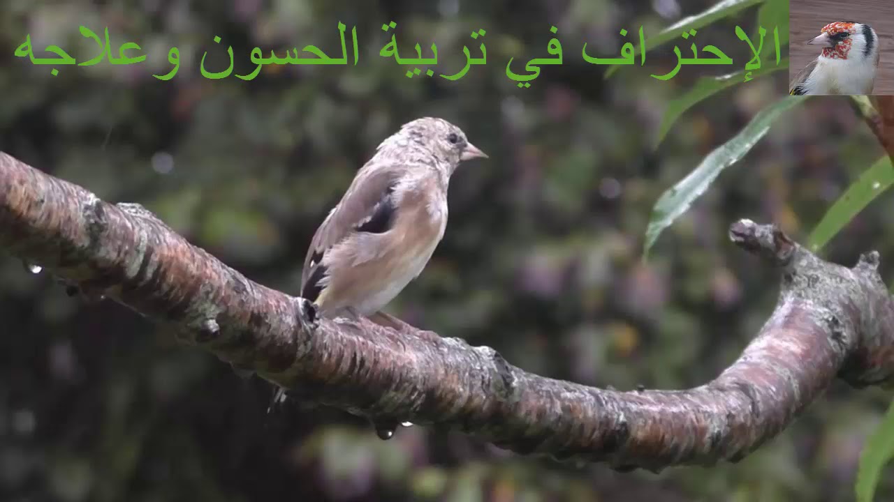 chant chardonneret dalgerie royal top chant complet chant chardonneret dalgerie royal top chant complet