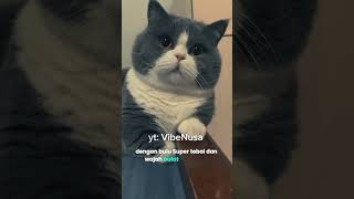 How much do you think this cat costs? Write in the comments #cutecat #cat #cats #shorts