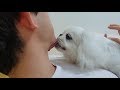 How Did Owning a Dog Change My Life? (And How It Might Change Yours) の動画、YouTube動画。