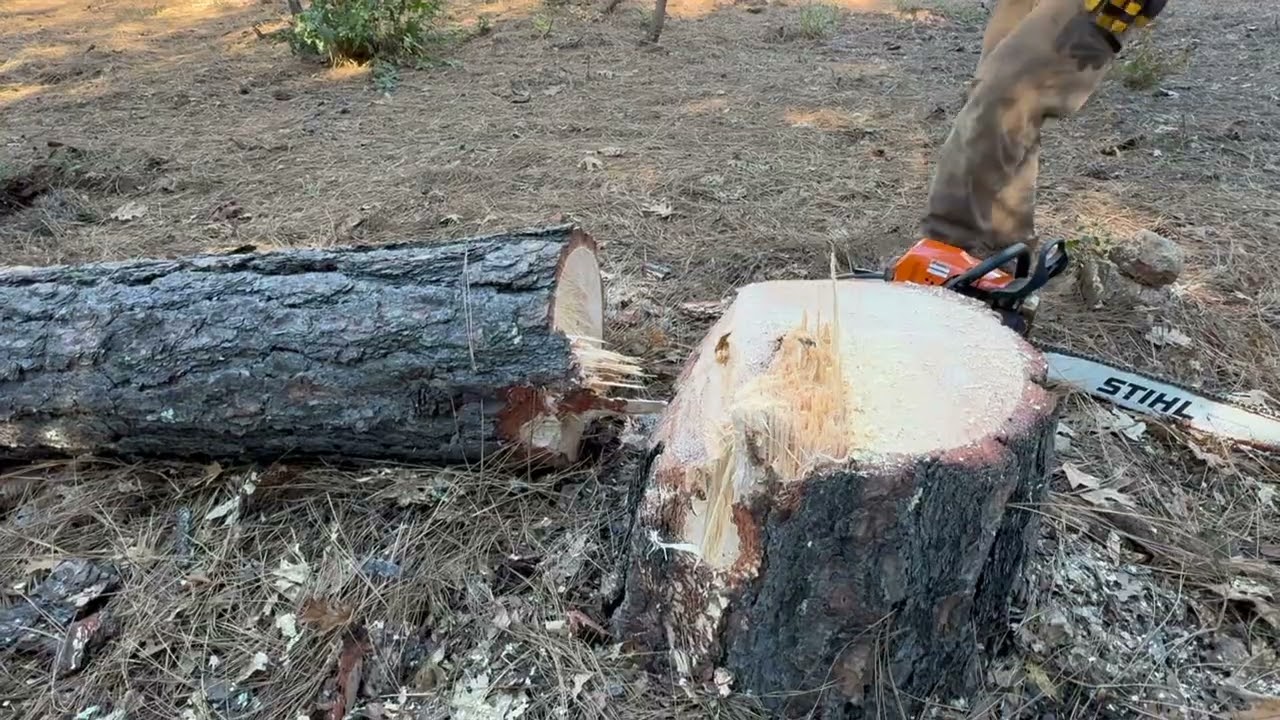 Another little Dutchman cut