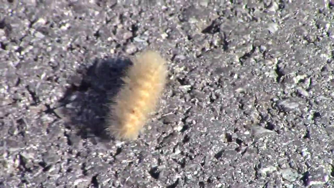 Woolly Worm Winter Chart